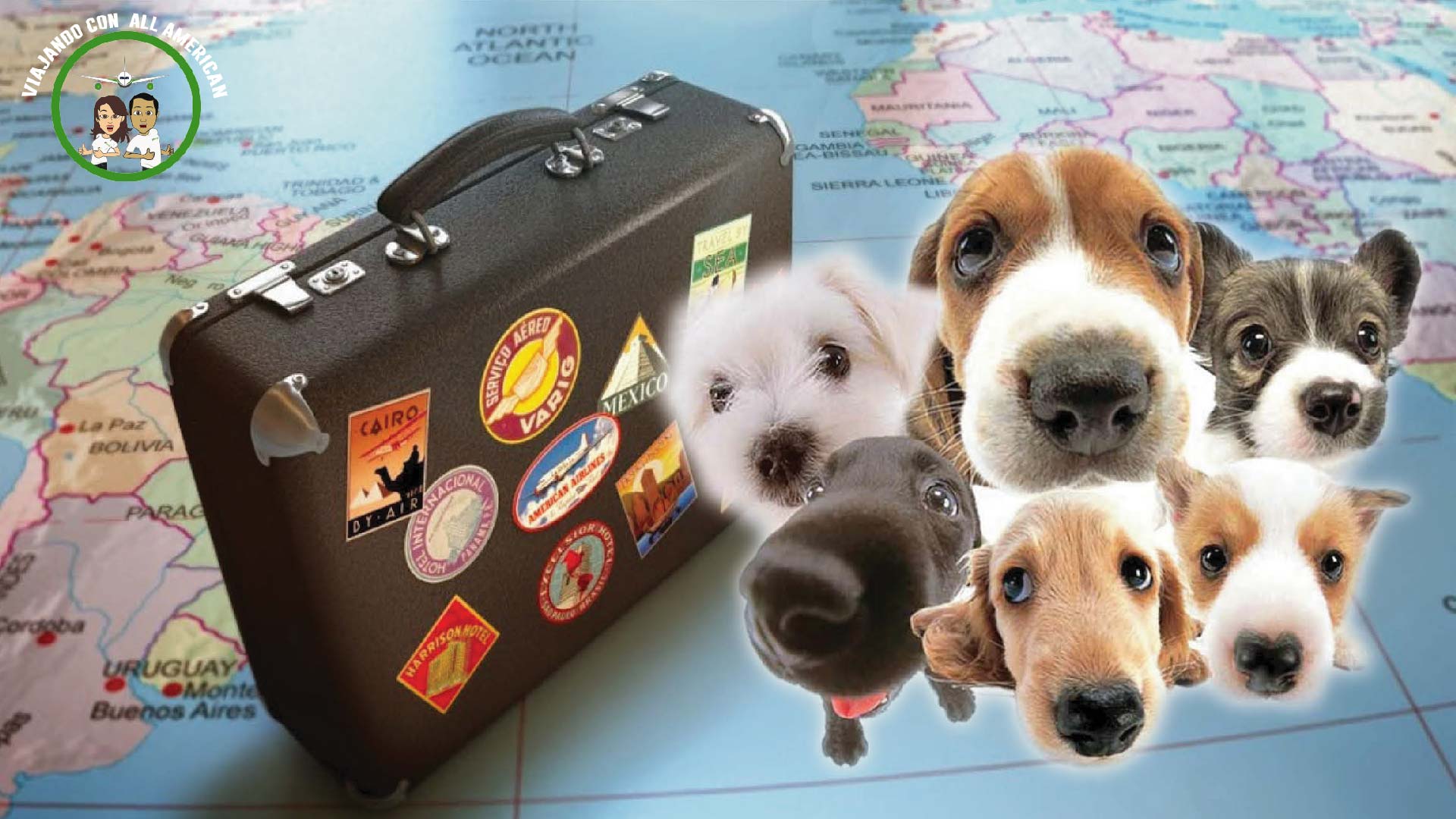 ¿Cómo Viajar En Avión Con Una Mascota? - Blog All American Travel